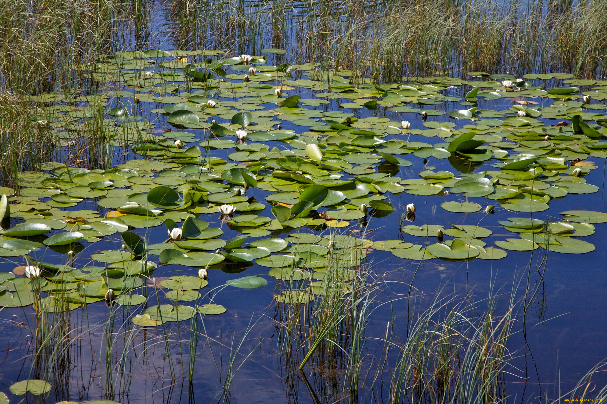 Растения обитающие на болоте. Озеро Селигер кувшинки. Кувшинка, кубышка, камыш Ряска.